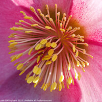 Buy canvas prints of Pink Hellebore Flower by Angela Cottingham