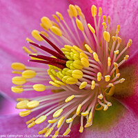 Buy canvas prints of Pink Hellebore Flower by Angela Cottingham