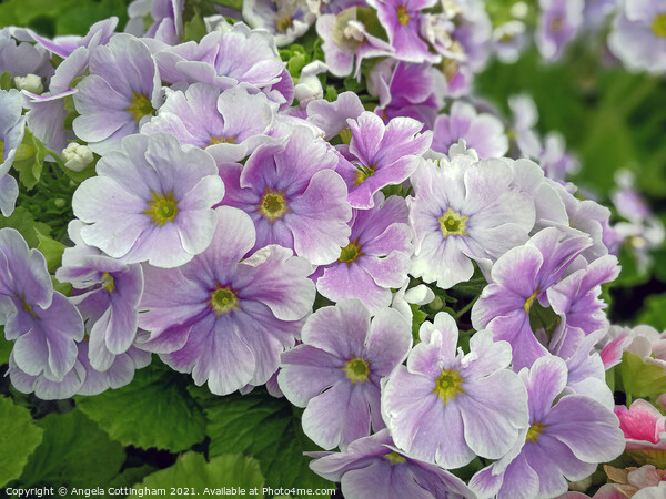 Soft Purple Primulas Picture Board by Angela Cottingham