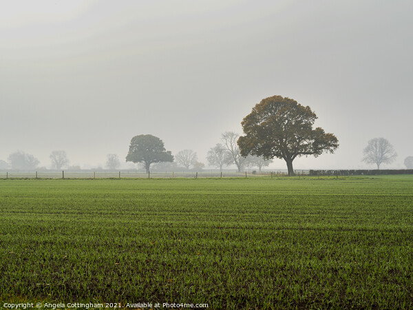 Misty Morning Picture Board by Angela Cottingham