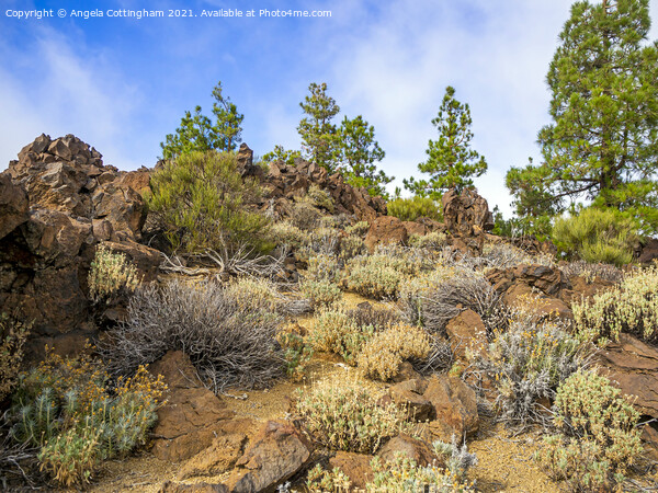 Vegetation in the Teide National Park, Tenerife Picture Board by Angela Cottingham