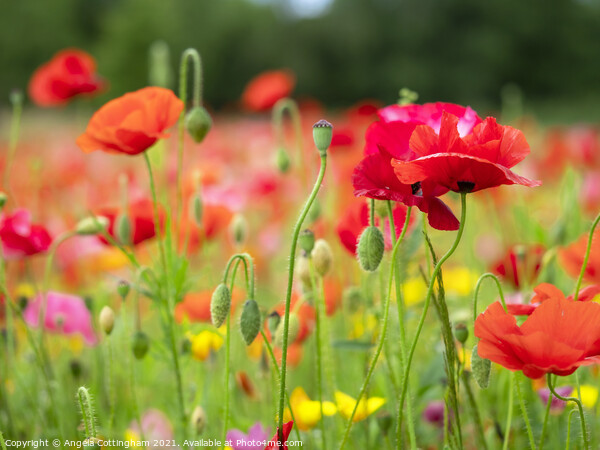 Poppy Garden Picture Board by Angela Cottingham