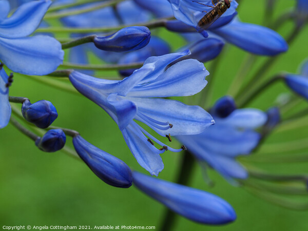 Blue Agapanthus Picture Board by Angela Cottingham