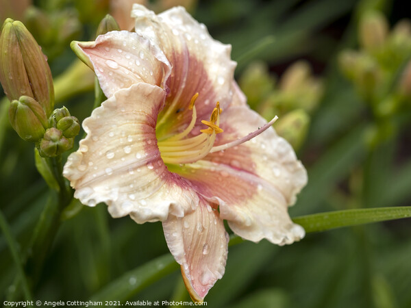 Daylily with Raindrops Picture Board by Angela Cottingham