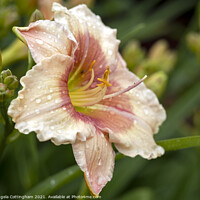Buy canvas prints of Daylily with Raindrops by Angela Cottingham