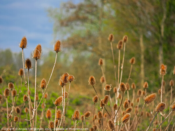 Teasels at Barlow Common  Picture Board by Angela Cottingham
