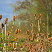 Buy canvas prints of Teasels at Barlow Common  by Angela Cottingham