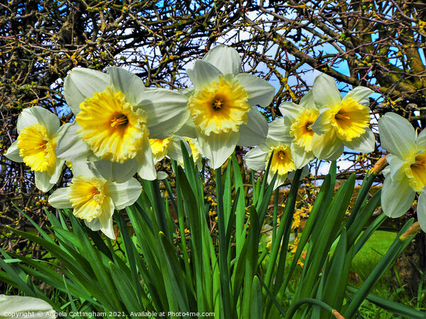 Daffodils Picture Board by Angela Cottingham