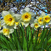 Buy canvas prints of Daffodils by Angela Cottingham