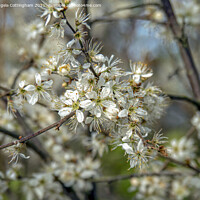 Buy canvas prints of Blackthorn Blossom by Angela Cottingham