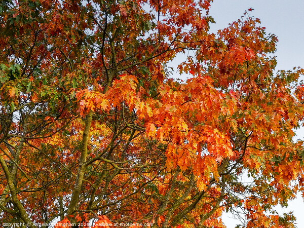 Autumn Oak Leaves Picture Board by Angela Cottingham