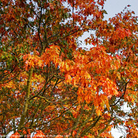 Buy canvas prints of Autumn Oak Leaves by Angela Cottingham