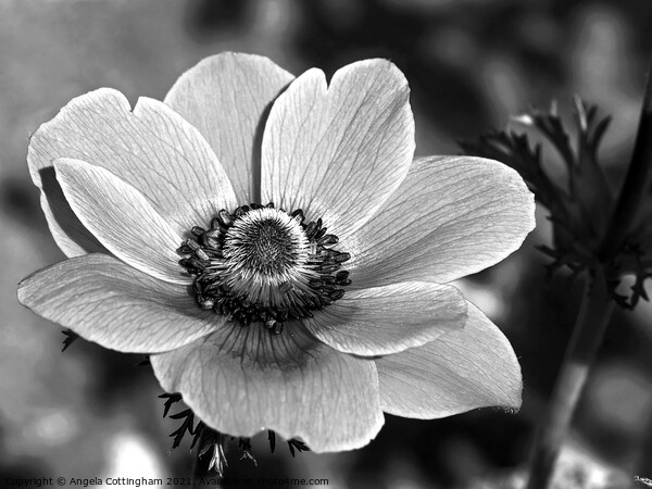 Anemone in Black and White Picture Board by Angela Cottingham