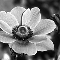 Buy canvas prints of Anemone in Black and White by Angela Cottingham