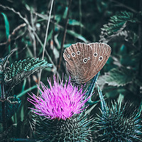 Buy canvas prints of Large Heath Butterfly on a purple thistle by ROCS Adventures