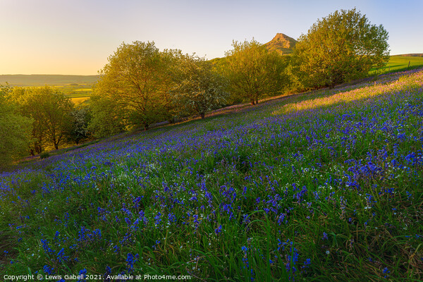 Bluebells at Roseberry Topping during sunset Picture Board by Lewis Gabell