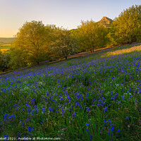 Buy canvas prints of Bluebells at Roseberry Topping during sunset by Lewis Gabell