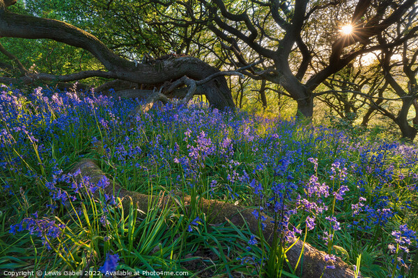 Sunset over bluebell woods near Roseberry Topping  Picture Board by Lewis Gabell
