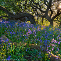 Buy canvas prints of Sunset over bluebell woods near Roseberry Topping  by Lewis Gabell