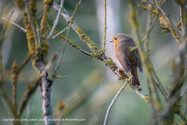 European Robin perched on a tree branch at RSPB Fairburn Ings Nature Reserve Picture Board by Lewis Gabell