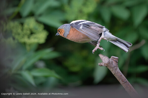 Eurasian chaffinch takes flight from a perch Picture Board by Lewis Gabell