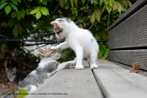 Two Tiny Kittens Play Fighting Sibling Rivalry On The Stairs Picture Board by Lewis Gabell