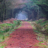Buy canvas prints of Colorful Winding Path at Dalby Forst with Winter Trees by Lewis Gabell