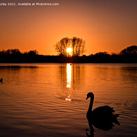 Buy canvas prints of Swan at sunset  by Aimie Burley