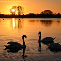 Buy canvas prints of Three Swans   by Aimie Burley