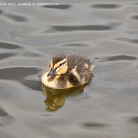 Buy canvas prints of Duckling swimming  by Aimie Burley