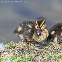 Buy canvas prints of Duckling by Aimie Burley