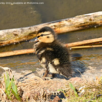 Buy canvas prints of Duckling by the lake by Aimie Burley
