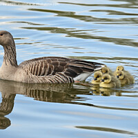 Buy canvas prints of Graylag and goslings by Aimie Burley