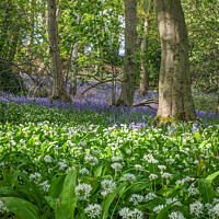 Buy canvas prints of Bluebells and wild garlic  by Aimie Burley