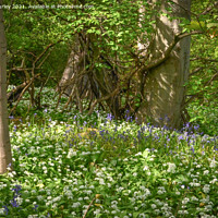 Buy canvas prints of Wild garlic by Aimie Burley