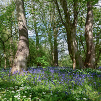 Buy canvas prints of Bluebell Wood by Aimie Burley