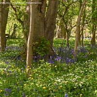 Buy canvas prints of Garlic and bluebell wood by Aimie Burley