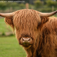 Buy canvas prints of Hairy Highlands by Aimie Burley