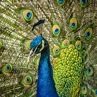 Buy canvas prints of Regal splendor of the peacock by Aimie Burley