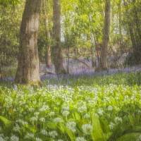 Buy canvas prints of Enchanted Bluebell Forest by Aimie Burley