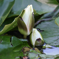 Buy canvas prints of Water lily buds by Aimie Burley
