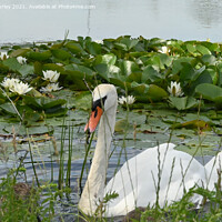 Buy canvas prints of A swan amongst the water lilies  by Aimie Burley