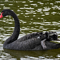 Buy canvas prints of A beautiful black swan by Aimie Burley