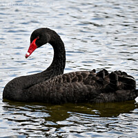 Buy canvas prints of A beautiful black swan by Aimie Burley