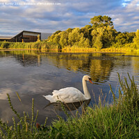 Buy canvas prints of Lone Swan by Aimie Burley
