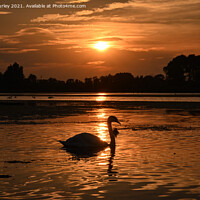 Buy canvas prints of Swan silhouette by Aimie Burley