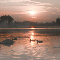 Buy canvas prints of Swans in the mist by Aimie Burley