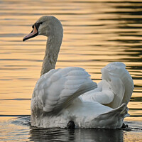 Buy canvas prints of Swan at sunset portrait by Aimie Burley