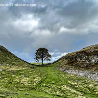 Buy canvas prints of Panoramic sycamore gap by Aimie Burley
