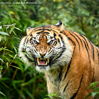 Buy canvas prints of Sumatran tiger  by Aimie Burley
